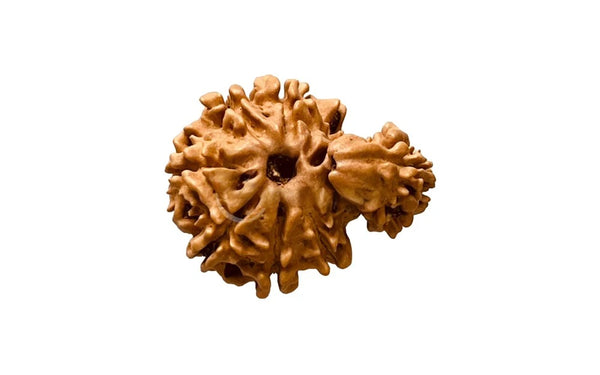 1 Mukhi Rudraksha (Nepali)
