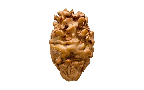 2 Mukhi Rudraksha (Nepali)