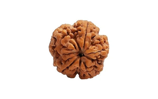 5 Mukhi Rudraksha (Nepali)
