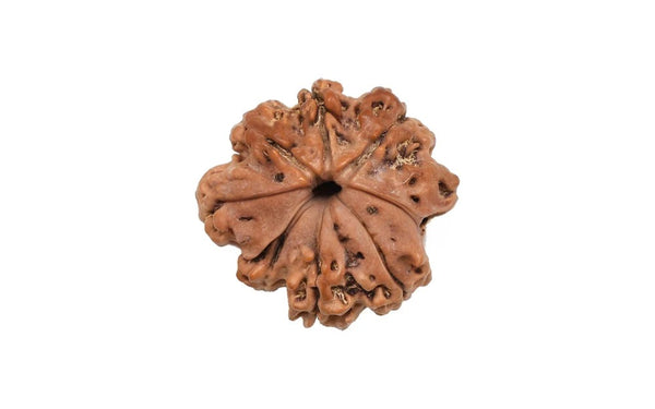 8 Mukhi Rudraksha (Nepali)