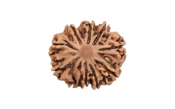 10 Mukhi Rudraksha (Nepali)