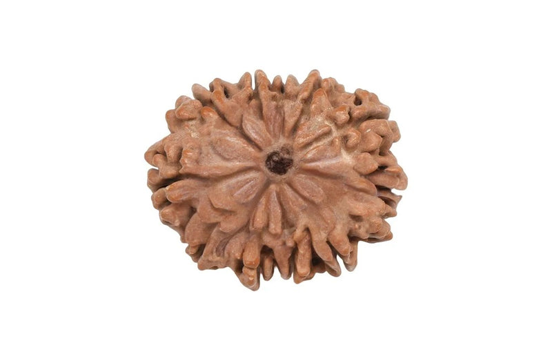 11 Mukhi Rudraksha (Nepali)