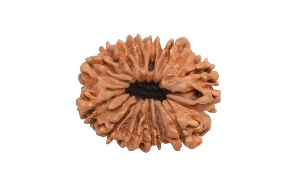 12 Mukhi Rudraksha (Nepali)