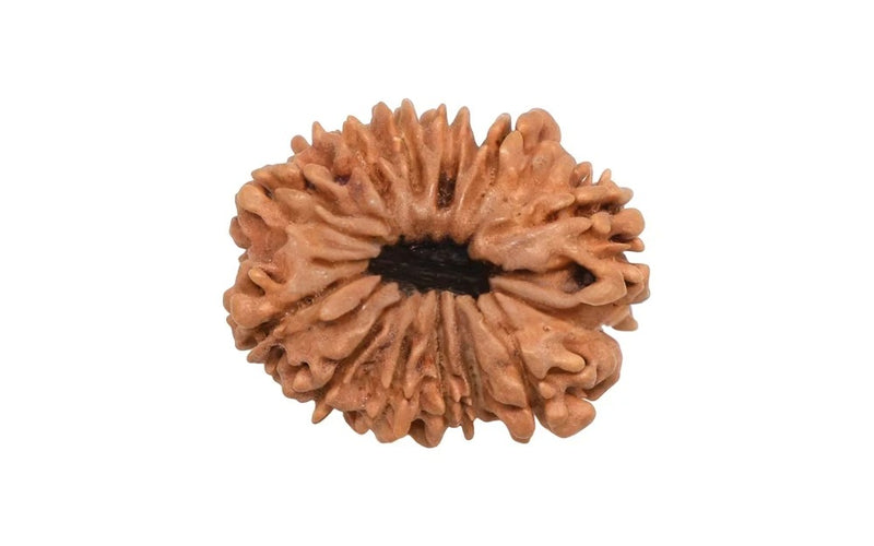 12 Mukhi Rudraksha (Nepali)