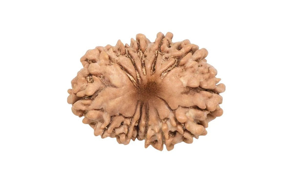 13 Mukhi Rudraksha (Nepali)