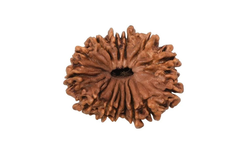 14 Mukhi Rudraksha (Nepali)