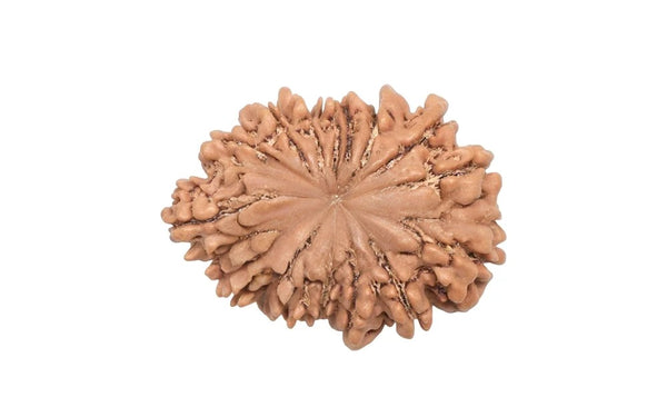 16 Mukhi Rudraksha (Nepali)