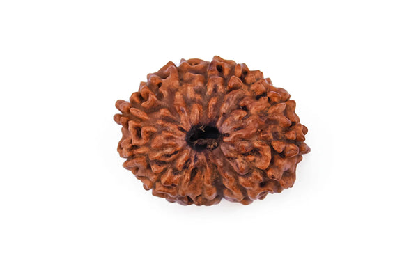 18 Mukhi Rudraksha - Rare Find