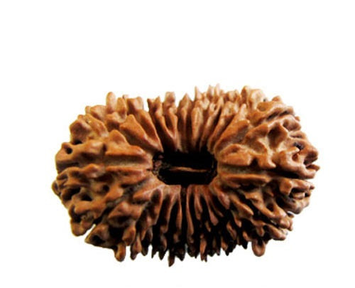 21 Mukhi Rudraksha (Nepali)
