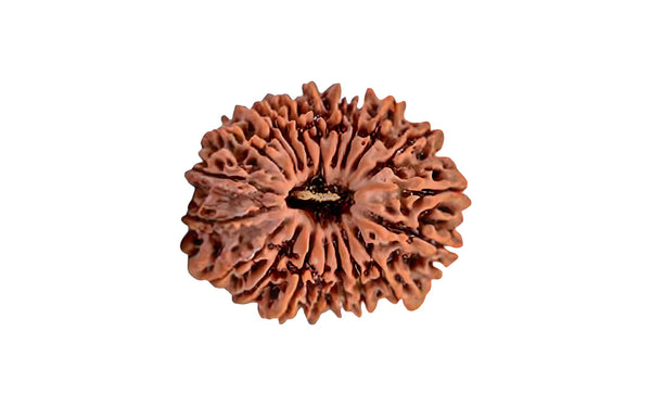 20 Mukhi Rudraksha (Nepali)